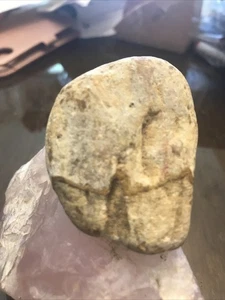 Versteinertes Fossil von prähistorischem Zahn, Backenzahn - Bild 1 von 8