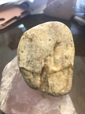 Petrified Fossil of Prehistoric Tooth, Molar - Image 1 of 4