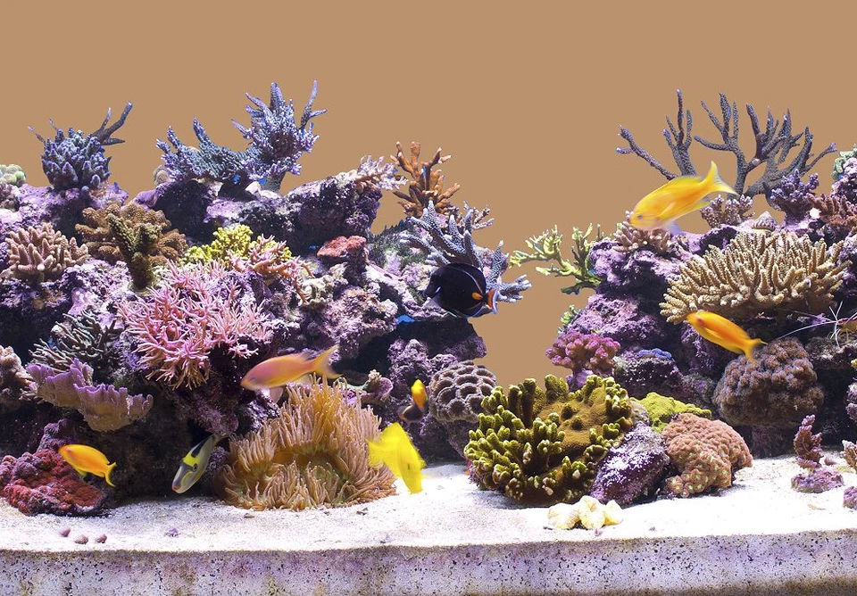 12,99€/m Aquarium Hintergrund selbstklebend Rückwand folie Foto Rückwand 100 cm  - Bild 1 von 1