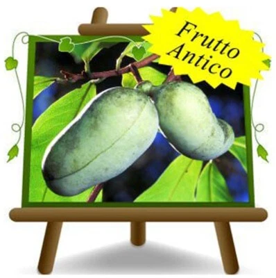 EURO PLANTS VIVAI Asimina Triloba Sunflower Banano di Montagna Frutto Antico vaso 12x12 H 50-60cm