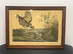 Antiguo JJ Audubon No. Impresión artística enmarcada 38 pinnated Grous 1834 R Havell 21X16 - Imagen 1 de 8