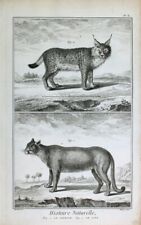 Couguar Puma Silber-Löwe Kuguar Cougar Lynx Lince Raub-Katze Fur