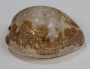 Leporicypraea Mappa Cypraea Cervus Cowrie Peilei Seashell 74mm 2.88 Shell - Picture 1 of 24
