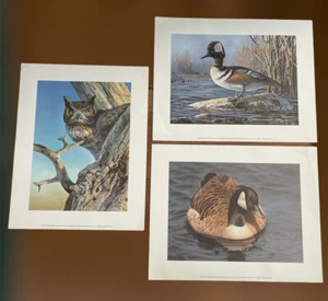 Don Kloetzke 1983 Who Me?, Solitude, Merganser Wayside Birds Prints 14” X 11” - Picture 1 of 7