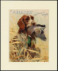 ITALIAN SPINONE LOVELY DOG FOOD ADVERT PRINT MOUNTED READY TO FRAME - Bild 1 von 1