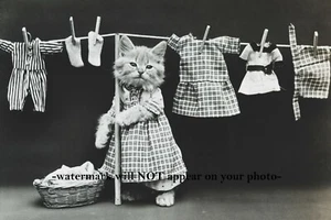 Vintage Kätzchen Katze macht Waschküche FOTO lustig 1914 Kätzchen Waschtag - Bild 1 von 2