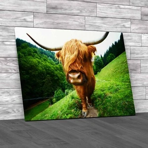 Discover The Beauty Of Highland Cow Wildlife Canvas Print Large Picture Wall Art - Picture 1 of 12