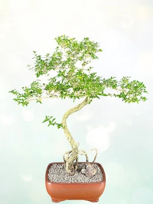 Bonsai Serissa Blanco Flor Chino Árbol de 1000 Estrellas Raíces Estilo 21"H Foto 1 de 3