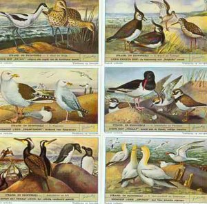LIEBIG - S_1610 :Strand- en duinvogels