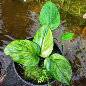 Scindapsus Green on green variegated - Picture 1 of 3