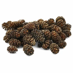 Conos de aliso negro (camarones de agua de acuario saludable) - 30 / 75 / 150 g - Imagen 1 de 1