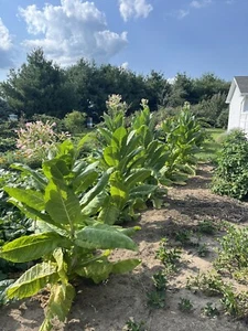 Tennessee Burley Tobacco Seeds approx 100 Non-GMO Free Shipping No Tracking Read - Picture 1 of 6