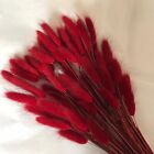 30 Stems, Red, Dried Lagurus, Bunnytail Bunch, Red Dried Flowers, Pampas, 20 Cm