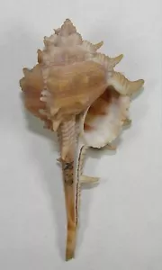MUREX MACGILLIVRAYI 58.44mm BEAUTIFUL SPECIMEN Cape Keroudren, WA, Australia - Picture 1 of 2