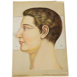 1900s Foldable Anatomical Brochure Depicting the Human Head - Picture 1 of 8