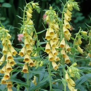 Foxglove Primrose Yellow x 500 Seeds - Picture 1 of 2