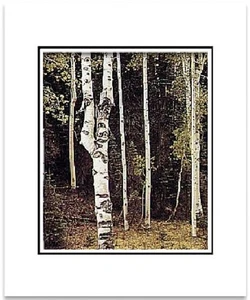 Ansel Adams Aspens- North Rim SM mate - Imagen 1 de 1