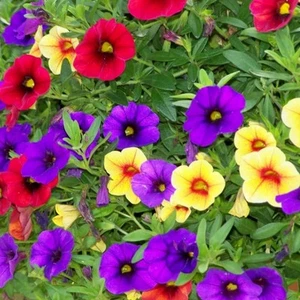 Mixed Calibrachoa Seeds Million Bells Ornamental Low Red, Purple, yellow  - Picture 1 of 6