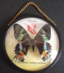 "Chrysiridia madagascariensis" Butterfly from RHODES RODOS, Mounted Glass Framed - Picture 1 of 7