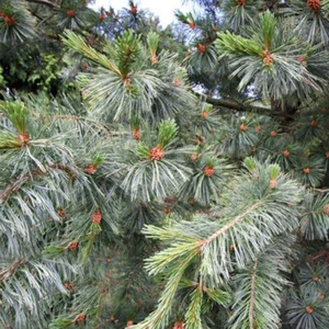 Pinus strobiformis (Southwestern White Pine) Tree Seeds, Blue-Greenish Needles - Picture 1 of 7