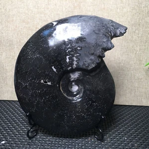Fósil de amonita caracola patrón jade negro BONITAMENTE NATURAL 663 g DE Madagascar - Imagen 1 de 13