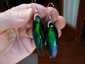 (W1-A) 2" green red Real EMERALD BEETLE bug earrings Jewelry WEIRD BEAUTIFUL - Picture 1 of 1