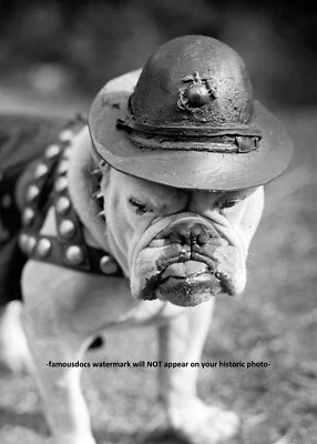 First Marine Corps Mascot Dog PHOTO Sgt Major Jiggs, Bulldog USMC 1925