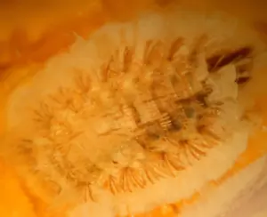 Superb Polyxenid Millipede in Baltic Amber Fossil Gemstone - Picture 1 of 7