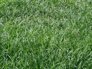 Liriope spicata 45 Plants in 3-1/2 inch Pots - Picture 1 of 4