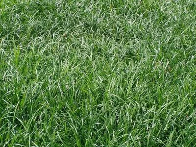 Liriope spicata 90 plantas en macetas de 3-1/2 pulgadas Foto 1 de 4