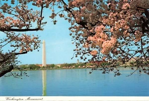 Washington Monument Continental Postcard Water Cherry Blossom Trees - Picture 1 of 2