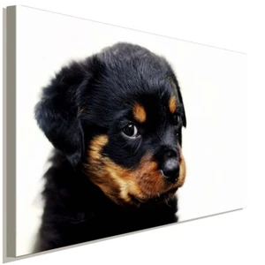 Süßer kleiner Rottweiler Leinwandbild AK Art Studio Wanddeko Wandbild TOP XXL - Bild 1 von 5