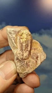 Trilobite; Ductina Vietnamica VERY RARE! Devonian China. As Shown. Boxed. - Picture 1 of 7