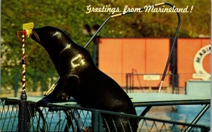 Vintage Postcard Greetings from Marineland Sea Lion Microphone Palos Verdes CA - Picture 1 of 3