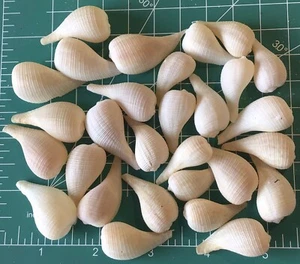 30 jugendliche Feigenrad Muscheln handverlesen & gewaschen Basteln / Muschelkunst - Bild 1 von 1