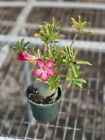 Desert Rose (Adenium Obesum) ?. Live Plant ?. 4? Pot