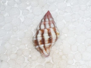 PERISTERNIA NASSATULA FANTASTIC - Bild 1 von 2