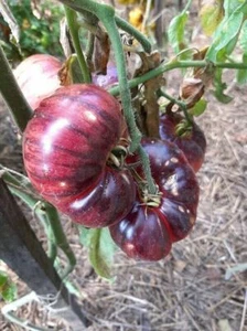 Lovely Lush Tomato - 5+ Semillas - Semillas - Semillas - Semillas - P 383 - Imagen 1 de 4