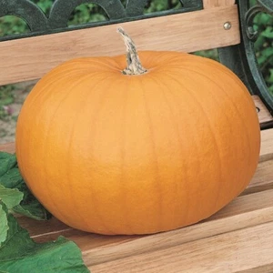 1/4 Lb Connecticut Field Pumpkin Pumpkin Seeds - Everwilde Farms Mylar Packet - Picture 1 of 2