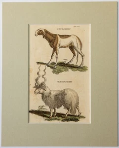 Schaf Kreta-Schaf Kap-Schaf Kupferstich Natural History of Quadrupeds 1811 - Bild 1 von 2