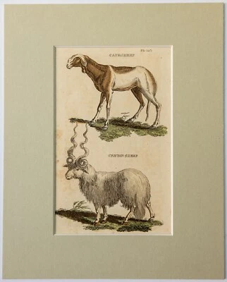 Schaf Kreta-Schaf Kap-Schaf Kupferstich Natural History of Quadrupeds 1811 - Bild 1 von 2