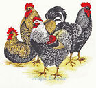 Ceramic Decals Rooster Roosters Bird Animal Single Group