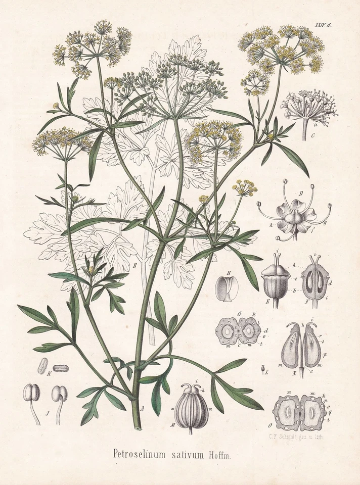 Petersilie Parsley Gewürze spice Blume flower Botanik botany Lithographie - Bild 1 von 1