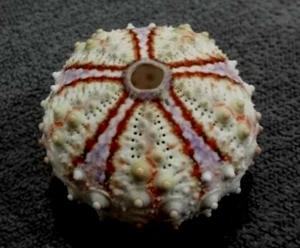 Coelopleurus granulatus sea urchin 36.5 mm GEM ,beautiful color pattern  WOW!! - Picture 1 of 8