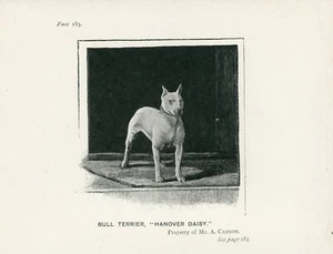BULL TERRIER NAMED DOG LITTLE ANTIQUE 1895 DOG ART PRINT - Picture 1 of 1