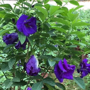 BUTTERFLY PEA 'Clitoria ternatea' 100 SEEDS climbing vine flower garden easy - Picture 1 of 5