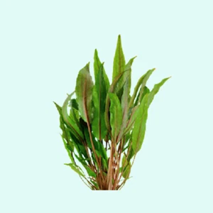 Cryptocoryne Crypt (Undulata) Live Aquarium Plants BUY 2 GET 1 FREE - Picture 1 of 48