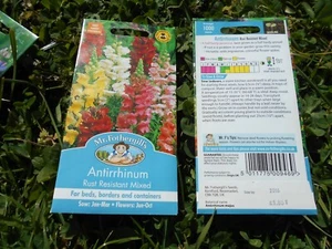 Antirrhinum Mixed colours Rust Resistant Attract butterflies 1000 Seeds Impress - Picture 1 of 1