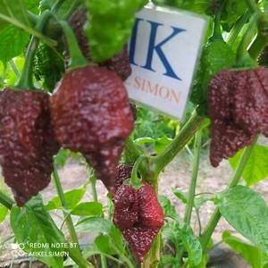 Apocalypse Chocolate,10 semillas,seeds,Capsicum chinense (397) - Picture 1 of 1