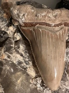 HUGE 4.11” Angustidens Shark Tooth South Carolina Fossil Megalodon Ancestor - Picture 1 of 6